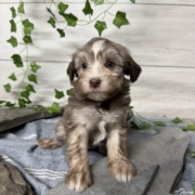 Havanais F1 Pouding 7 (3)