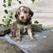 Havanais F1 Pouding 7 (4)