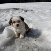 Havanais F1 Sundae 7 (3)