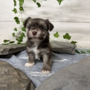 Havanais F2 Pouding 7 (1)