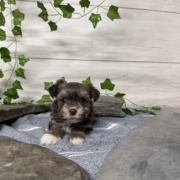 Havanais F2 Pouding 7 (2)