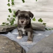 Havanais F2 Pouding 7 (3)