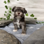 Havanais F2 Pouding 7 (4)