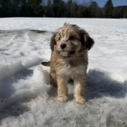 Havanais F2 Sundae 7 (4)