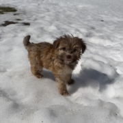 Havanais F3 Sundae 7 (1)