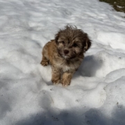 Havanais F3 Sundae 7 (2)