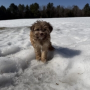 Havanais F3 Sundae 7 (3)