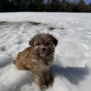 Havanais F3 Sundae 7 (4)