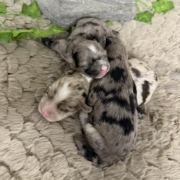 Havanais Femelles Monica (1)