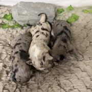 Havanais Femelles Monica (2)