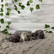 Havanais Femelles Monica (3)