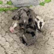 Havanais Femelles Monica (4)