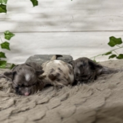 Havanais Femelles Monica (5)