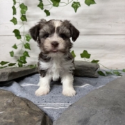 Havanais M1 Pouding 7 (1)