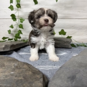 Havanais M1 Pouding 7 (2)