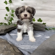 Havanais M1 Pouding 7 (3)