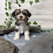 Havanais M1 Pouding 7 (4)