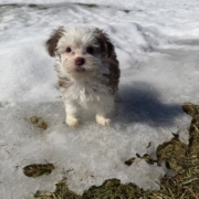 Havanais M1 Sundae 7 (1)