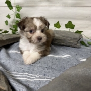 Havanais M2 Pouding 7 (1)