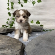 Havanais M2 Pouding 7 (2)