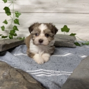 Havanais M2 Pouding 7 (3)