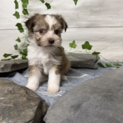 Havanais M2 Pouding 7 (4)