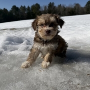 Havanais M2 Sundae 7 (4)