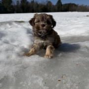 Havanais M3 Sundae 7 (2)