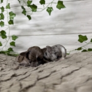 Havanais Mâles Monica (1)