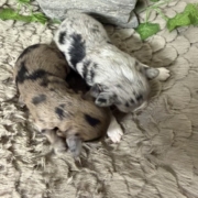 Havanais Mâles Monica (5)