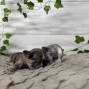 Havanais Mâles Monica (7)