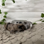 Havanais Mâles Monica (8)