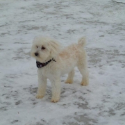 Bichon Havanais Blanc blond dans la neige