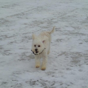 Bichon Havanais Blanc blond dans la neige