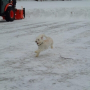 Bichon Havanais Blanc blond dans la neige