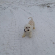 Bichon Havanais Blanc blond dans la neige