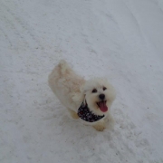 Bichon Havanais Blanc blond dans la neige