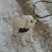 Bichon Havanais Blanc blond dans la neige