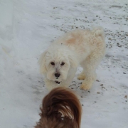 Bichon Havanais Blanc blond dans la neige