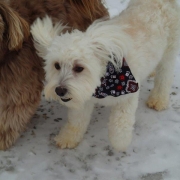 Bichon Havanais Blanc blond dans la neige