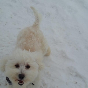 Bichon Havanais Blanc blond dans la neige