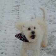 Bichon Havanais Blanc blond dans la neige