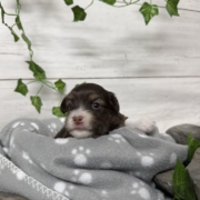 Havapoo F1 Agathe (1)