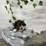 Havapoo F1 Agathe (2)