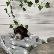 Havapoo F1 Agathe (3)