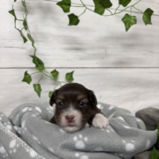 Havapoo F1 Agathe (4)