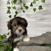 Havapoo F1 Agathe 7 (3)