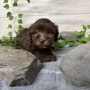 Havapoo F1 Berry 7 (1)