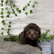 Havapoo F1 Berry 7 (2)