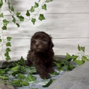 Havapoo F1 Berry 7 (3)